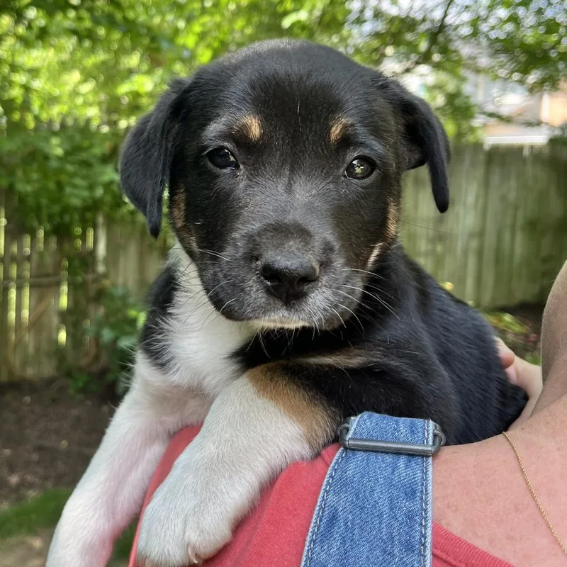 Mia Pup: Rue thumbnail 4