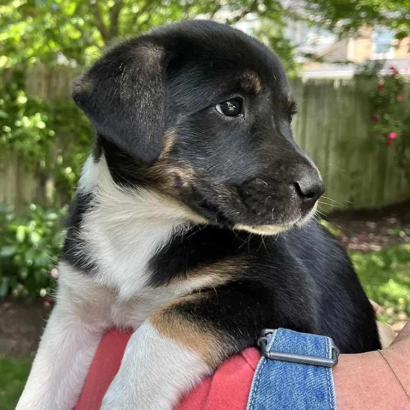Mia Pup: Rue thumbnail 5