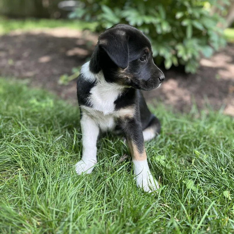 Mia Pup: Rue thumbnail 6