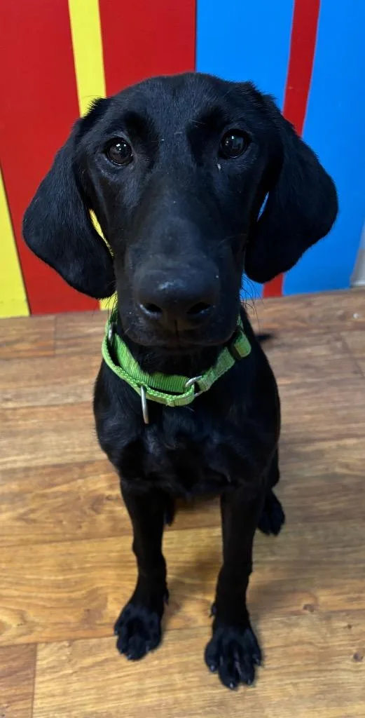A baby large-sized male Mixed Breed dog named Wallace for adoption in Ocala, FL