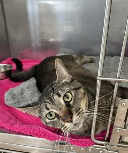 Wydiethickums thumbnail 2