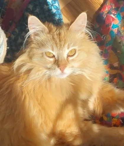 A young large-sized female Domestic Long Hair cat named Ophelia for adoption in Divide, CO