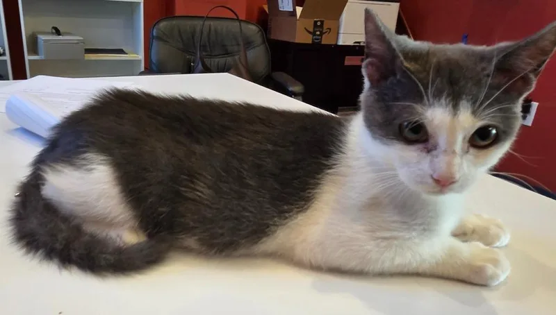 A young medium-sized male Domestic Short Hair cat named Marco for adoption in Ruston, LA