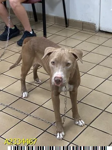 A young medium-sized female Mixed Breed dog named Patagonia for adoption in West Palm Beach, FL