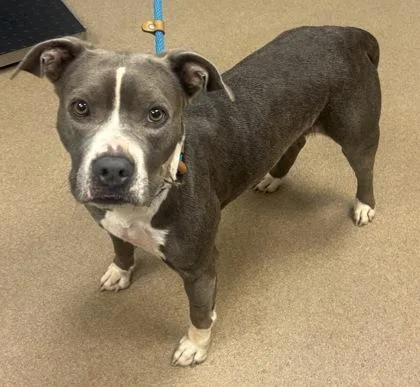 An adult large-sized female Mixed Breed dog named Cadillac for adoption in Chamblee, GA