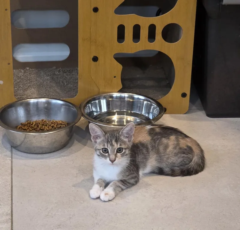 A baby medium-sized female Dilute Calico cat named Trina for adoption in Wyandotte, MI
