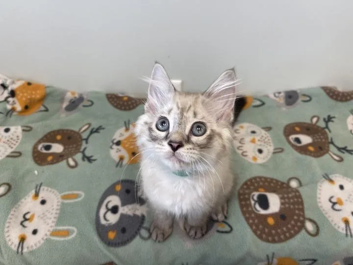 A baby medium-sized male Seal Point Domestic Long Hair cat named Dr Langdon for adoption in Chestertown, MD