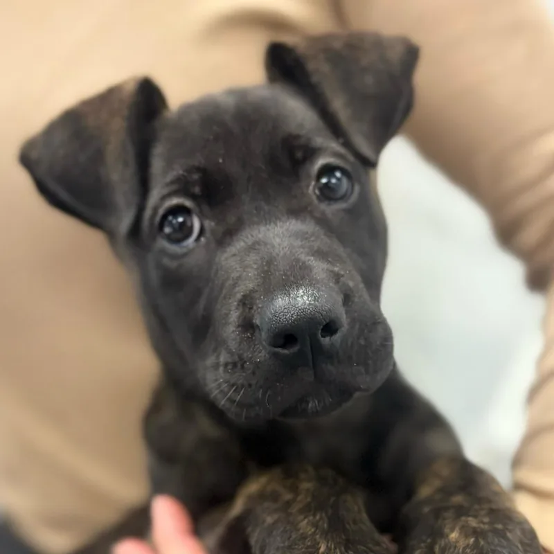 A baby small-sized female Brown / Chocolate Pit Bull Terrier dog named Dottie for adoption in Los Angeles, CA
