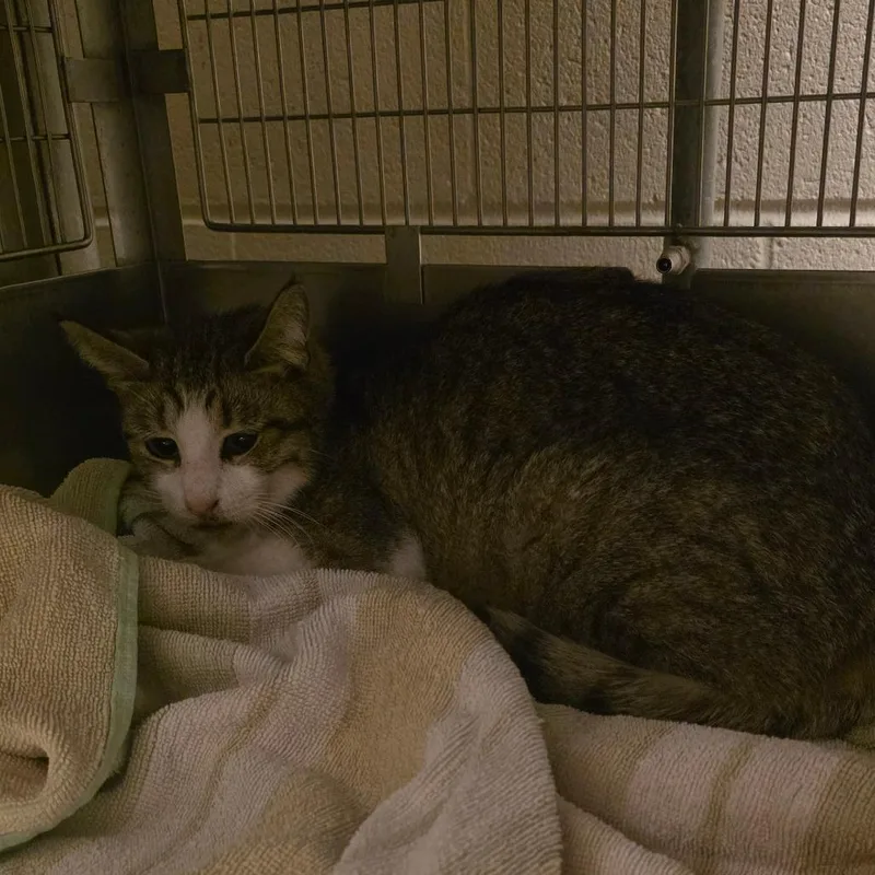 An adult medium-sized female Brown / Chocolate Domestic Short Hair cat named Bing Bong for adoption in Bristol, IN