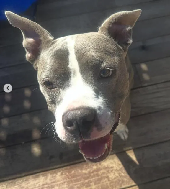 An adult medium-sized female Gray / Blue / Silver Pit Bull Terrier dog named Lizzie for adoption in TEMECULA, CA