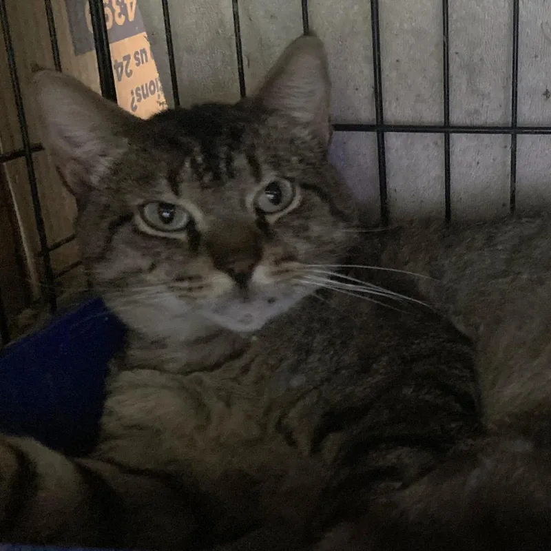 A senior extra large-sized male Gray / Blue / Silver Domestic Short Hair cat named Pancho for adoption in Dickinson, TX
