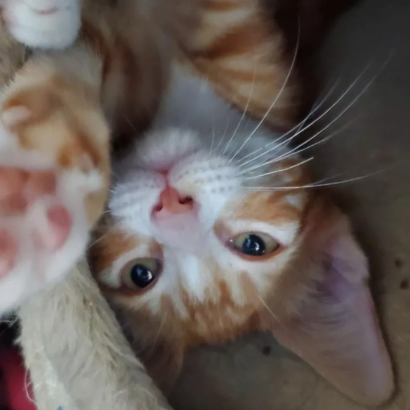 A baby small-sized male Orange / Red Domestic Short Hair cat named Cutten for adoption in Westminster, CA