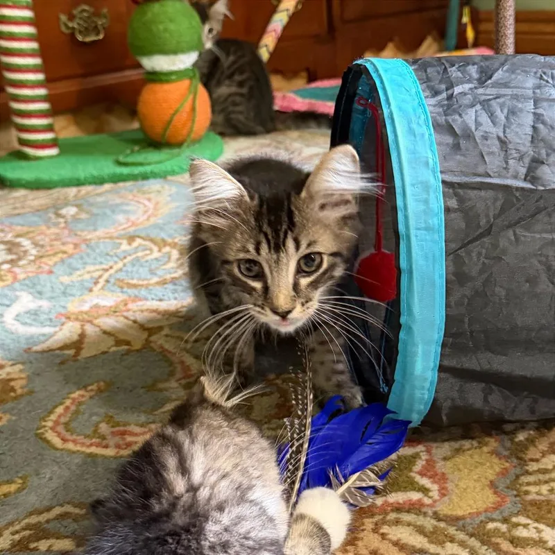 A baby small-sized male Gray / Blue / Silver Domestic Short Hair cat named Sage for adoption in Gibsonia, PA