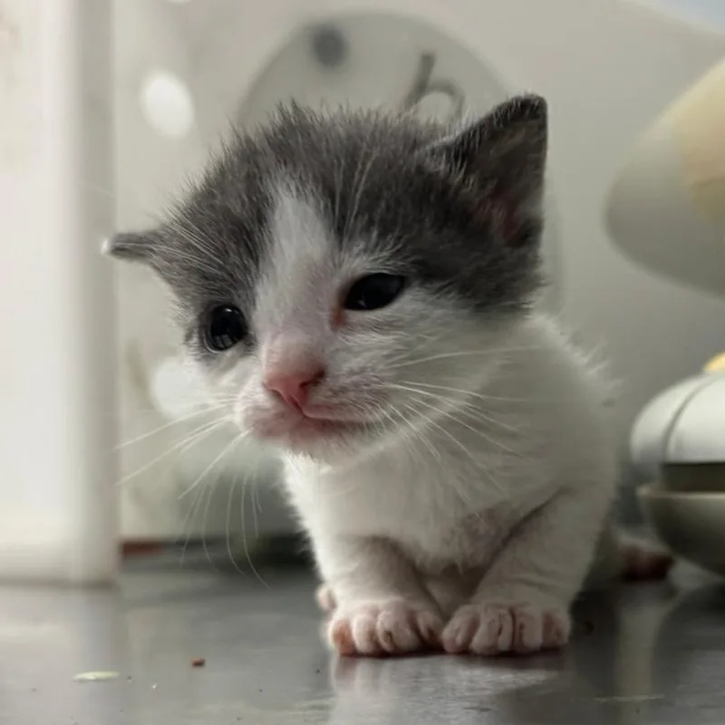 A baby small-sized male Gray / Blue / Silver Domestic Short Hair cat named Galaxy Destroyer for adoption in Columbus, GA