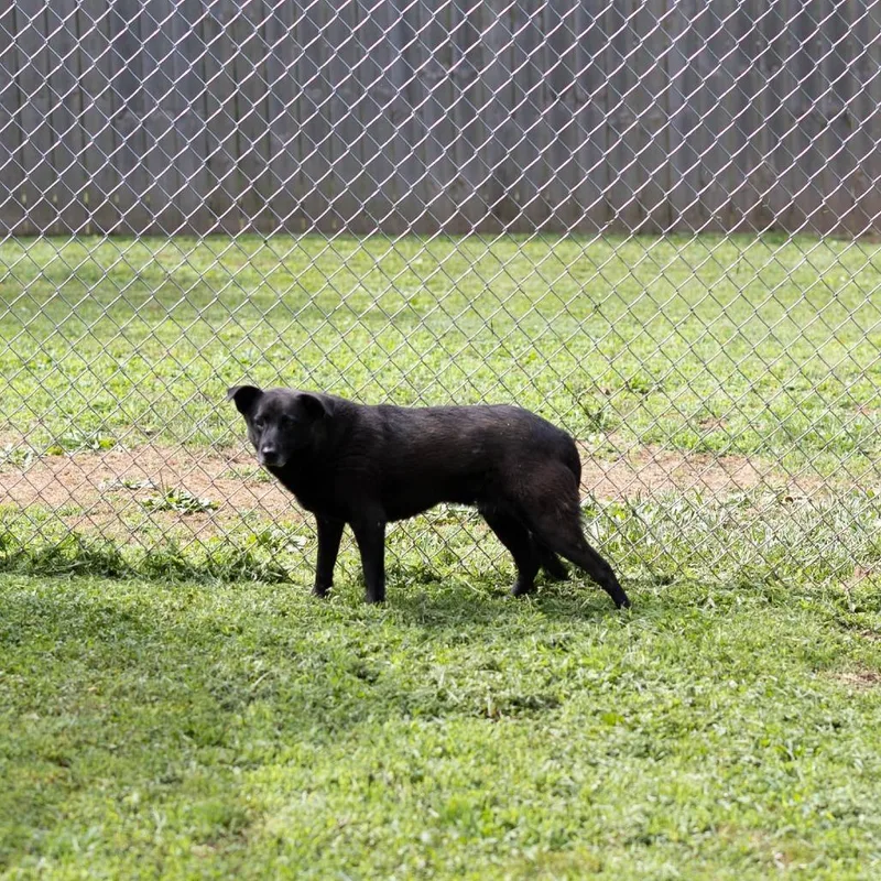 An adult medium-sized male Black Labrador Retriever dog named Chester for adoption in Talbott, TN
