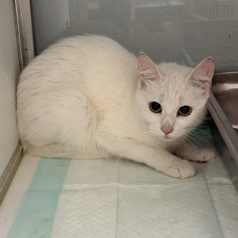 An adult small-sized female Domestic Short Hair cat named Mischief for adoption in Binghamton, NY