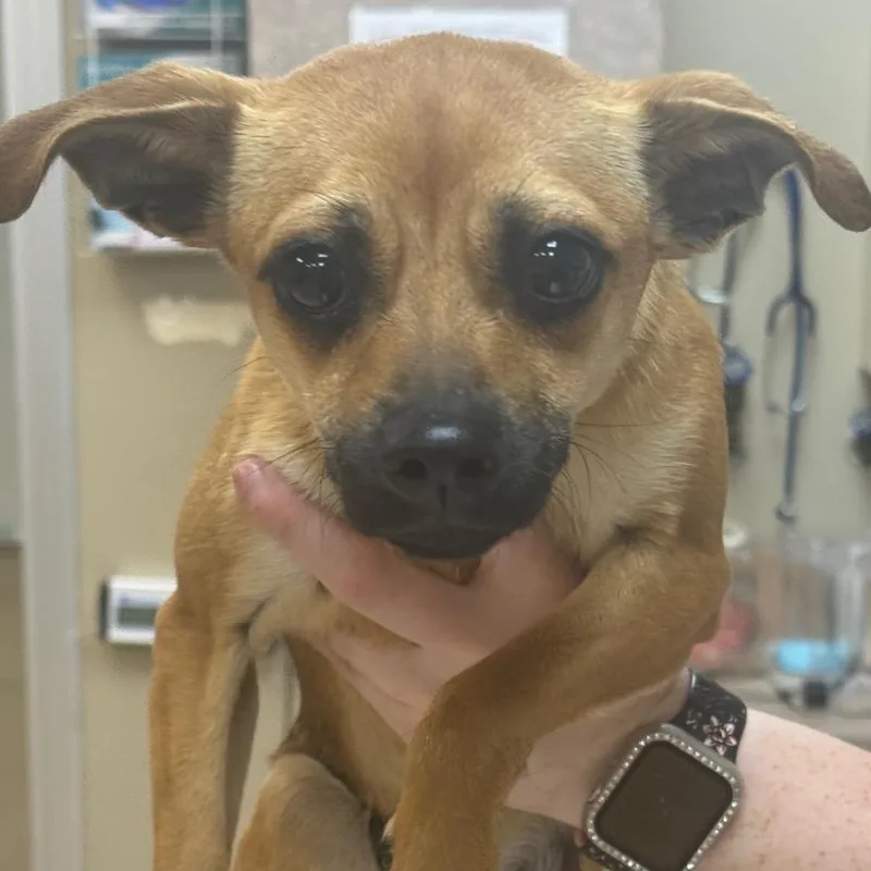 A young small-sized male Brown / Chocolate Chihuahua dog named Bingo for adoption in Birmingham, AL