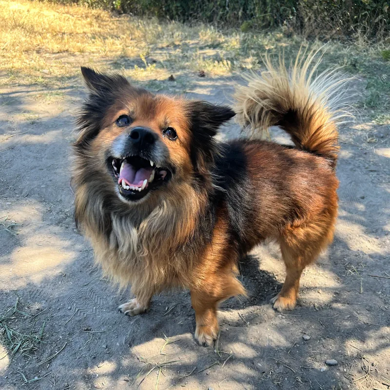 An adult small-sized male Bicolor Mixed Breed dog named Rowlf for adoption in Lindon, UT