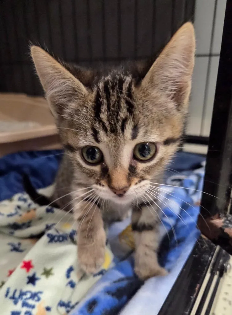 A baby small-sized female Domestic Short Hair cat named Bonnie for adoption in Muskegon, MI