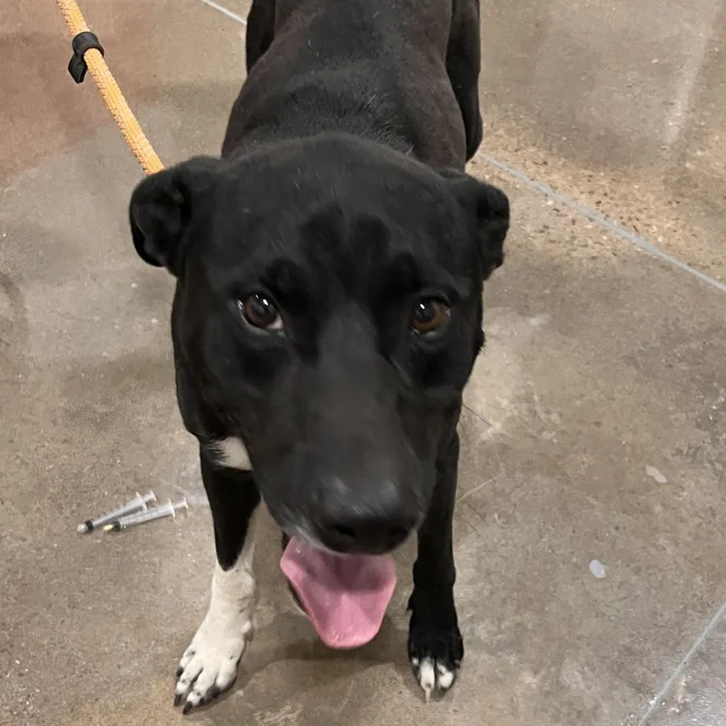 An adult large-sized male Black Staffordshire Bull Terrier dog named Coe for adoption in Washburn, MO