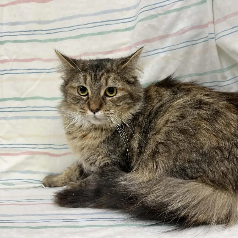 A young medium-sized female Torbie Domestic Medium Hair cat named Isla for adoption in Lyndhurst, VA