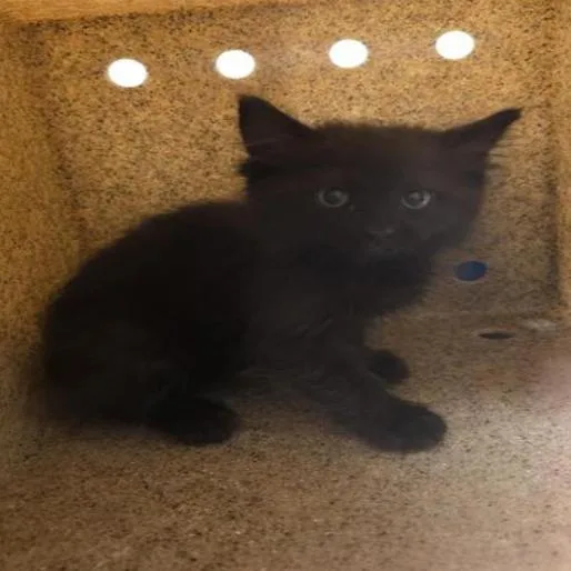 A baby small-sized male Black Domestic Medium Hair cat named Swat for adoption in Grantsville, UT