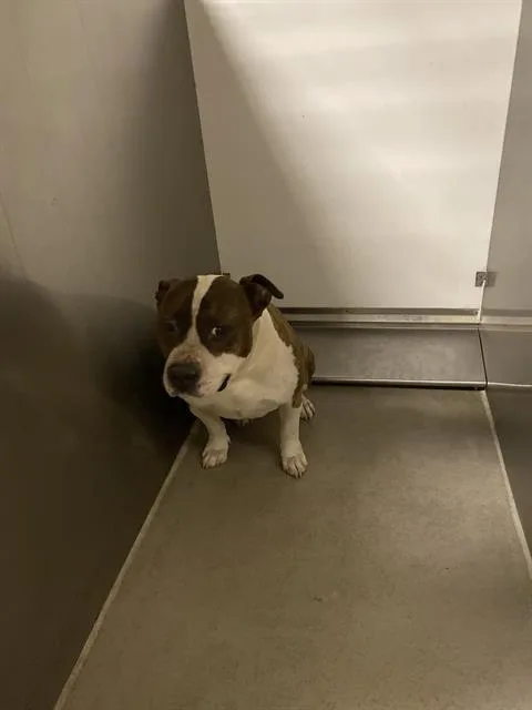 An adult large-sized male American Staffordshire Terrier dog named Charlie for adoption in Modesto, CA