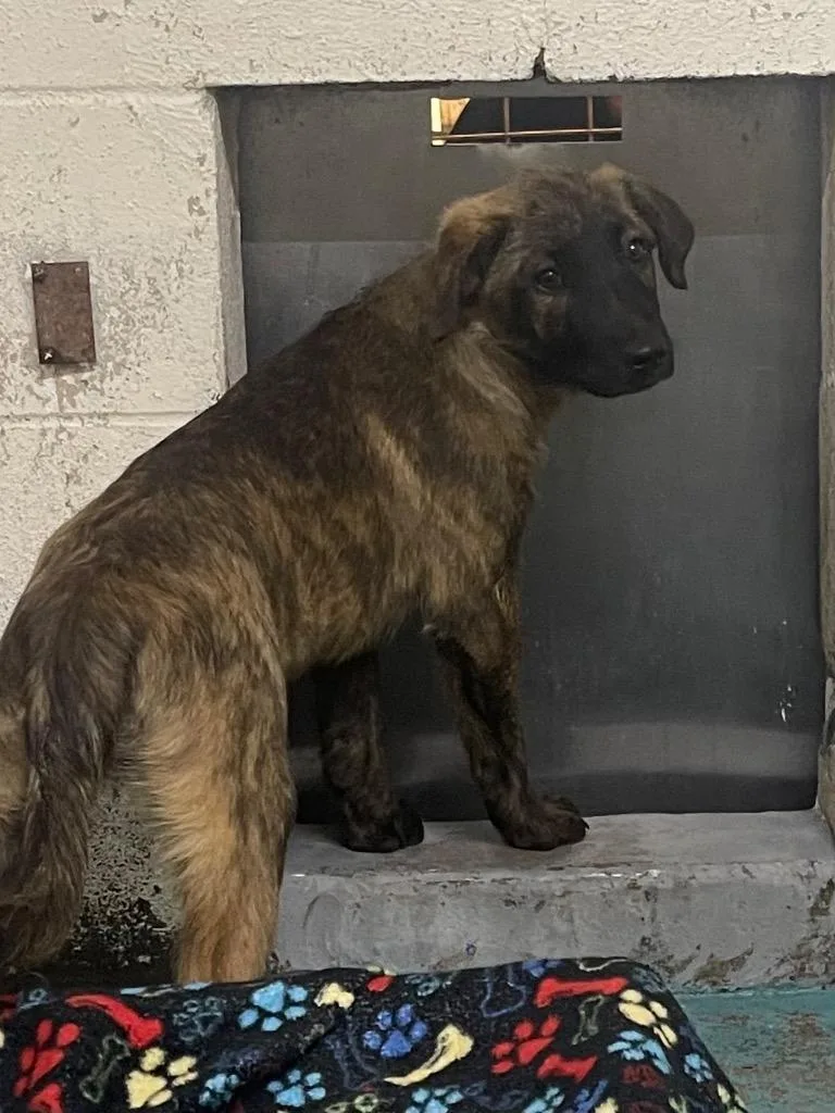 A baby medium-sized female German Shepherd Dog dog named Delilah for adoption in Seven Points, TX