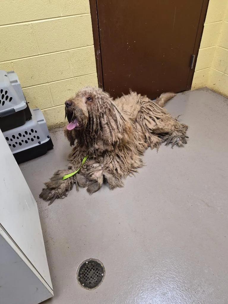 Swiffer thumbnail 2