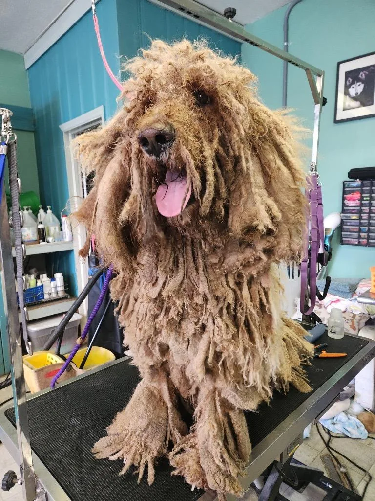 Swiffer thumbnail 4