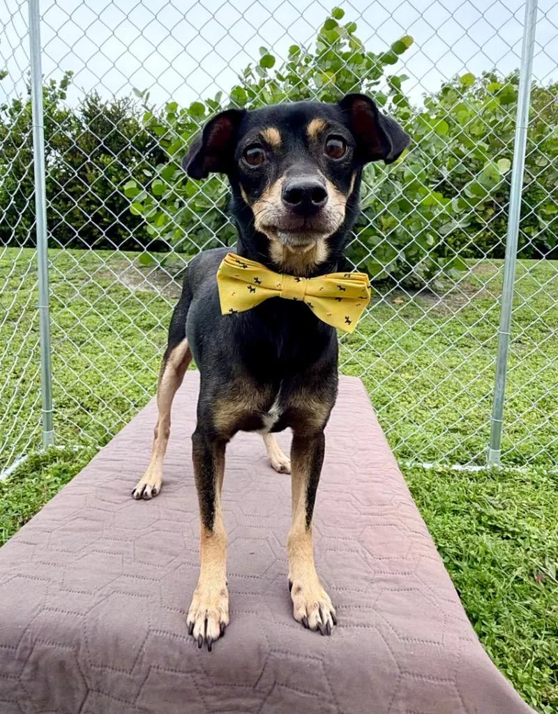 An adult small-sized male Chihuahua dog named Dewey for adoption in Cape Coral, FL
