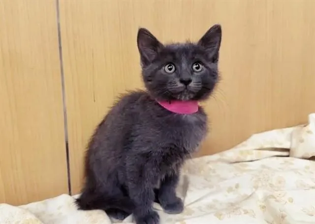 A baby small-sized female Domestic Short Hair cat named Mocha for adoption in Saint Louis, MO