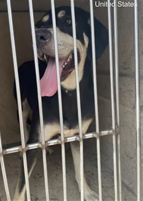 A young medium-sized female Labrador Retriever dog named Tonga for adoption in Indianapolis, IN