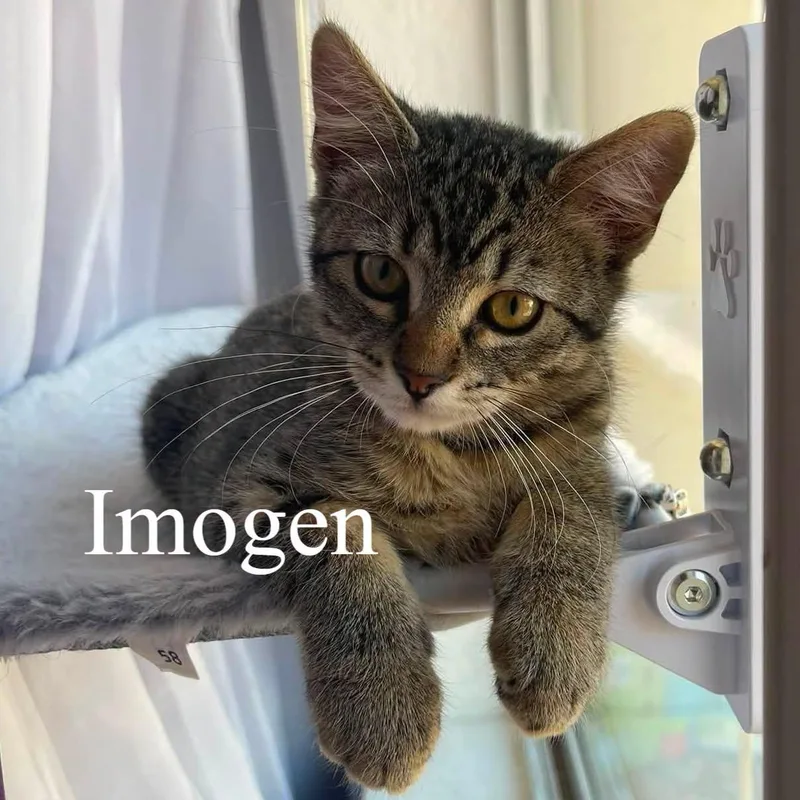 A baby medium-sized female Tabby (Brown / Chocolate) Domestic Short Hair cat named Imogen for adoption in Queen Creek, AZ