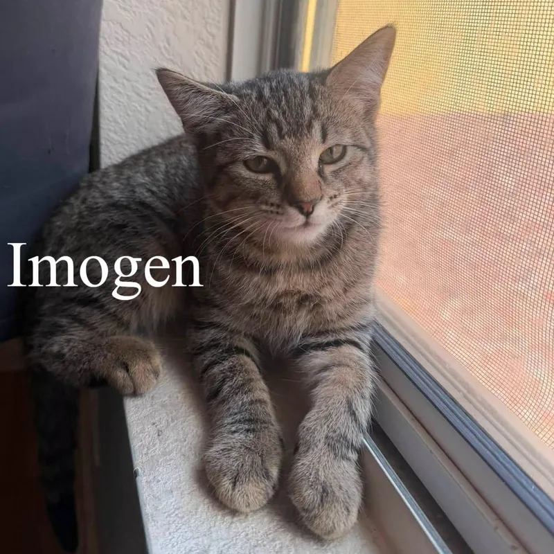 Imogen thumbnail 2