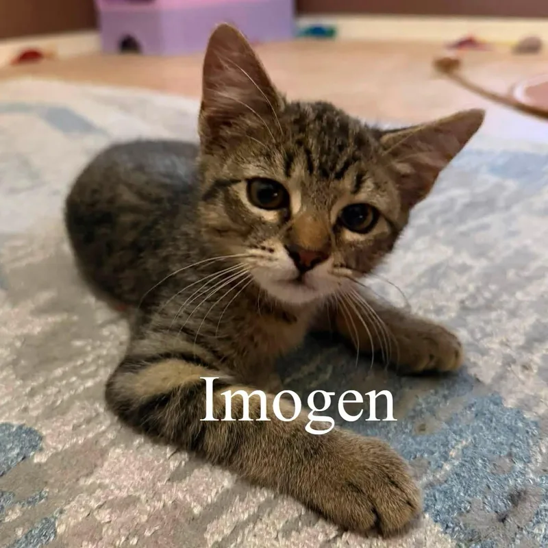 Imogen thumbnail 3