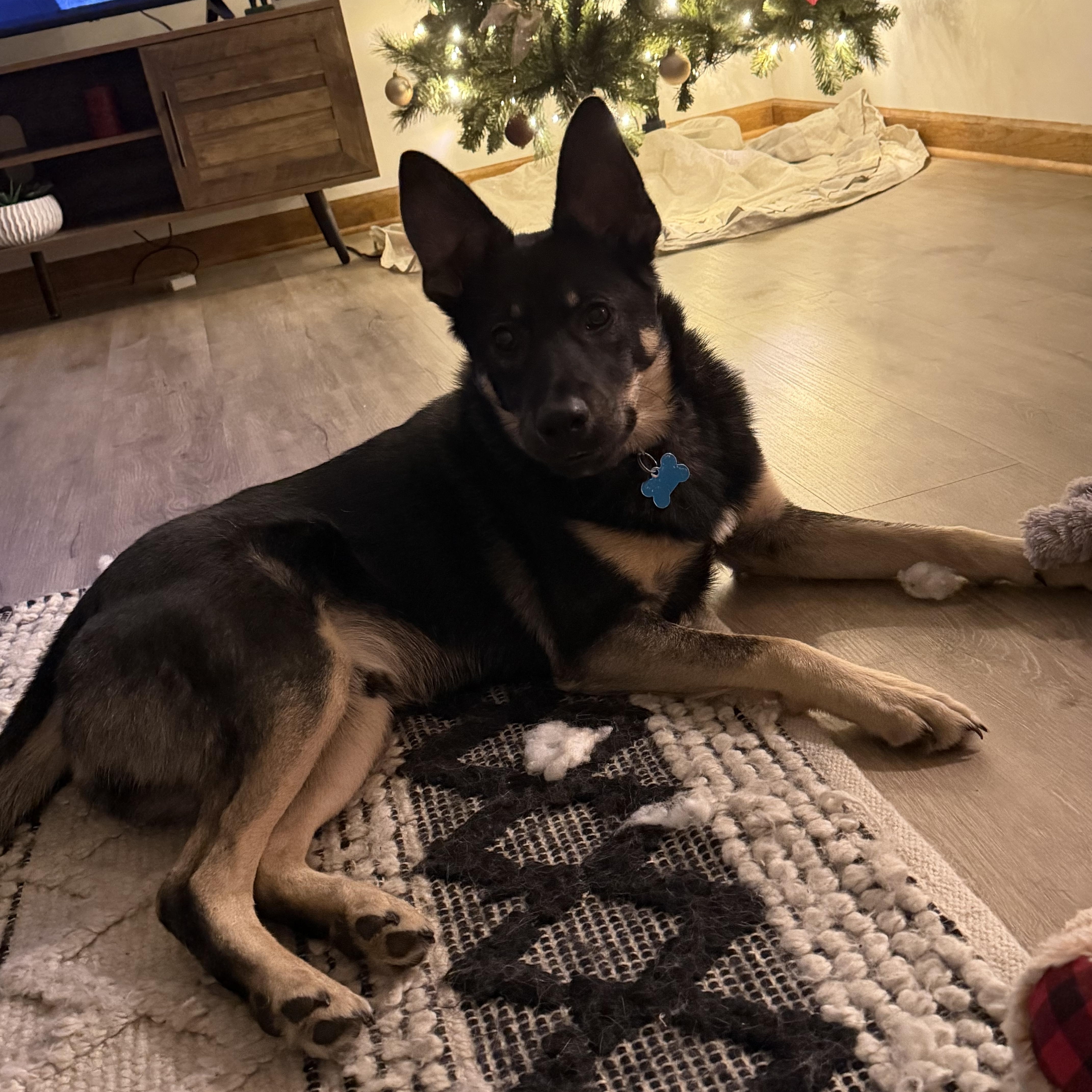 A young medium-sized male Black German Shepherd Dog dog named Sage for adoption in Plainfield, IL