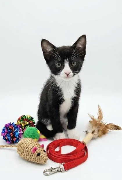 A baby small-sized male Domestic Short Hair cat named Grape for adoption in Cumming, GA
