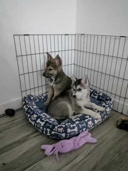 Shillelagh thumbnail 2