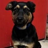 A baby medium-sized male Black German Shepherd Dog dog named Winterson for adoption in West Des Moines, IA