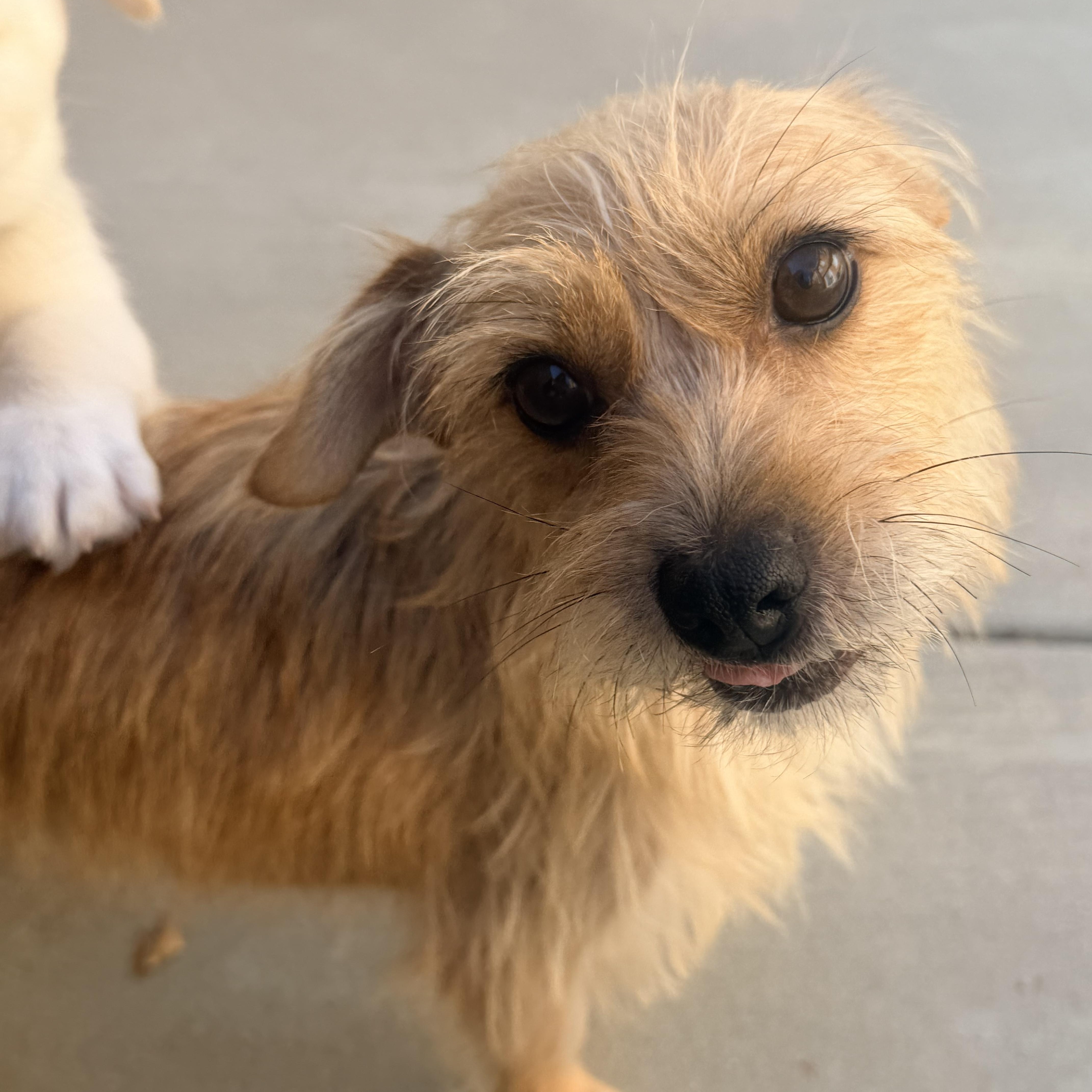 A young small-sized female Terrier dog named Clio for adoption in Encino, CA