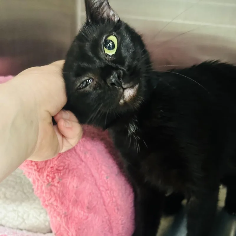 A young medium-sized female Black Domestic Short Hair cat named Whiskey for adoption in East Smithfield , PA