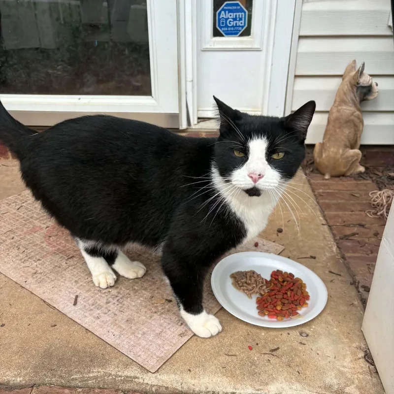 An adult large-sized male Domestic Short Hair cat named Shadow for adoption in Easley, SC