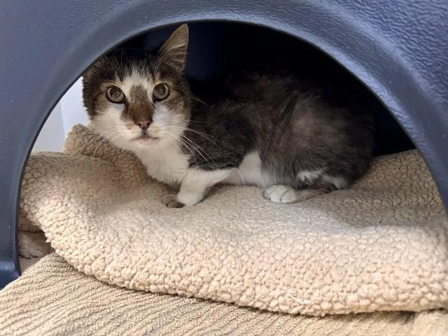 A senior medium-sized male Domestic Long Hair cat named Hershey for adoption in Ontario, CA