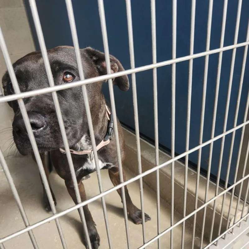 An adult medium-sized female American Staffordshire Terrier dog named Arizona for adoption in Kingman, AZ
