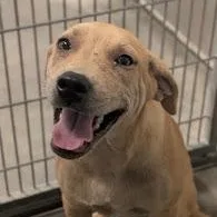 A young medium-sized male Mixed Breed dog named Ryan for adoption in Cumberland, RI