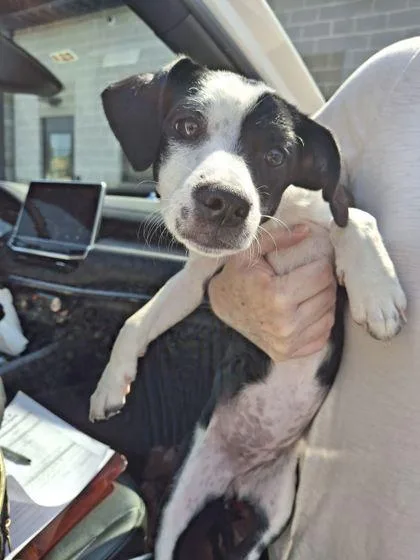 A baby small-sized female Parson Russell Terrier dog named Princess Millie for adoption in Atlanta, GA