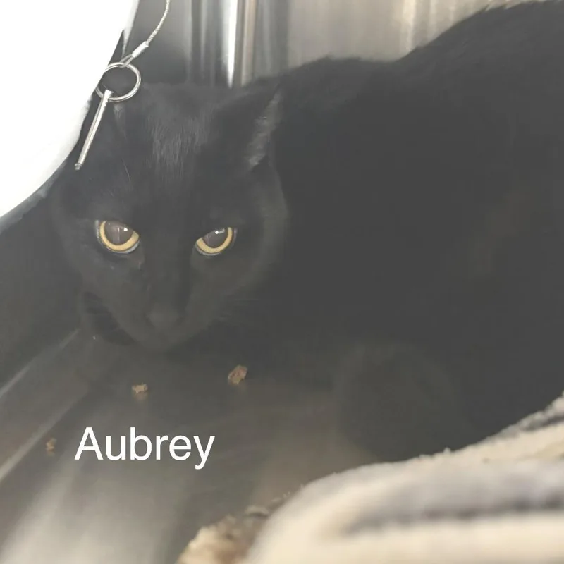 An adult medium-sized female Black Domestic Short Hair cat named Aubrey for adoption in Knoxville, TN