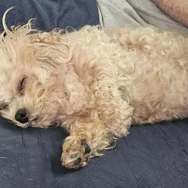 A senior small-sized male Apricot / Beige Poodle (Toy) dog named Sandy for adoption in Fort Payne, AL