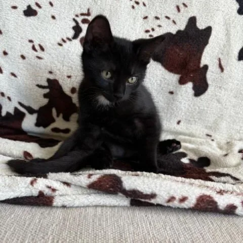 A baby small-sized male Black Domestic Short Hair cat named Lindon for adoption in Richmond, VA